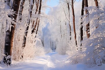 Snow-covered trees on both sides of the road in a winter forest on a sunny day