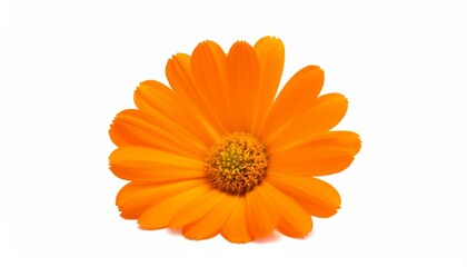 Wall Mural - orange single flower isolated