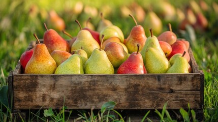 Poster - A pile of fresh pear closeup view on lawn in orchard with trees