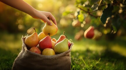 Poster - Fresh pear fruit in sack in orchard farm