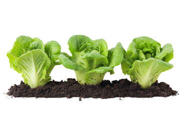 Chinese cabbage sprouts growing in the soil, isolated on a transparent background.