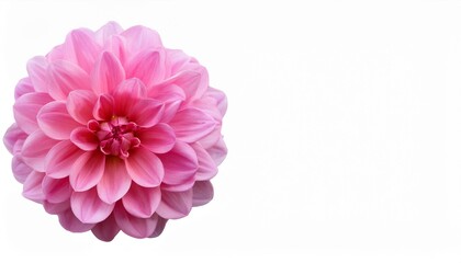 Wall Mural - pink dahlia flower isolated hd 8k wallpaper stock photographic image