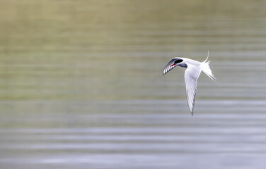 Wall Mural - arctic tern in flight