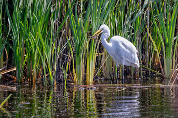 Sticker - Close up of a Great White Egret stanf=ding in water at edge of reedbed with large fish in its beak