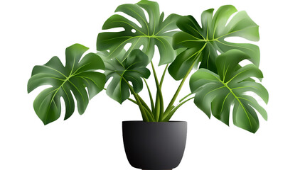 home plant with big juicy green leaves in pot on transparency background PNG