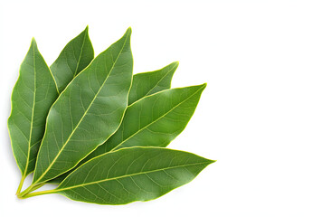 Fresh green bay leaves isolated on white, top view