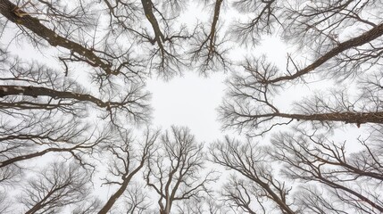 Looking Up Through Bare Tree Branches.