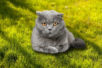 Wall Mural - summer portrait of cat walking in garden