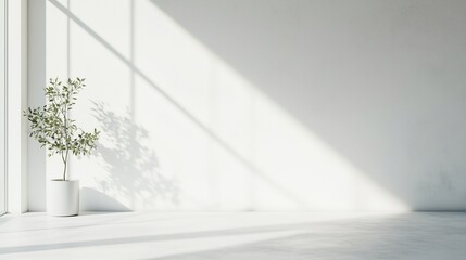 Poster - sunlight streaming through large windows onto a minimalistic interior with a potted plant during the