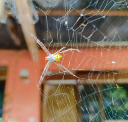 Close up photo of a small spider insect in its nest