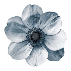 Sticker - PNG Flower asteraceae anemone blossom.