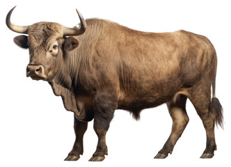 Wall Mural - png bull livestock wildlife buffalo.