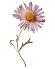 Poster - PNG  Flower petal plant daisy.