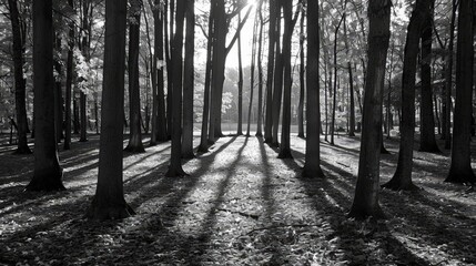 Wall Mural - Sunbeams Through a Forest.