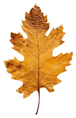 Poster - PNG  Real Pressed a oak leaf textured leaves plant.