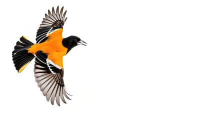 Wall Mural - baltimore oriole - icterus galbula - is a small icterid blackbird common in eastern north america as