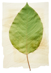 Poster - PNG Leaf textured plant green.