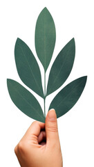 Sticker - PNG  Branch of leaf hand holding finger.