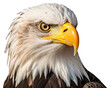 © Rawpixel.com - PNG Eagle face animal beak bird.