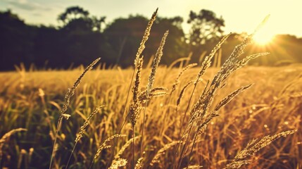 Poster - Golden grass field at sunset.