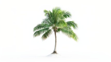 Vector illustration of coconut tree with leaf closeup view