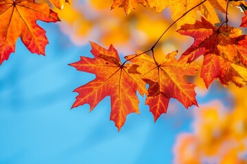Wall Mural - vibrant red and orange maple leaves against a clear blue sky in autumn, showcasing nature's colorful