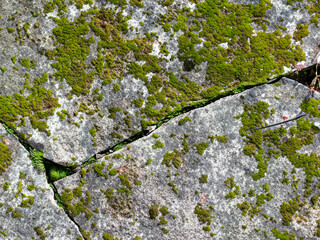 Canvas Print - moss in the rock