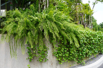 gardening ideas : used boston fern (nephrolepis exaltata) (sword fern) to decorate the garden