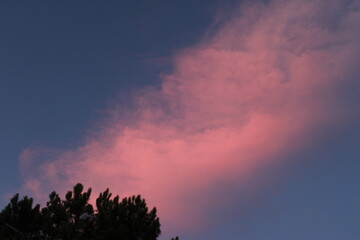 cielo rosado sereno con colores degradados y siluetas de árboles