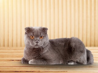 Sticker - A photo of a cute gray cat relaxing at home