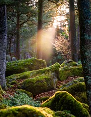 Wall Mural - Mossy boulders in the forest in the rays of the setting sun