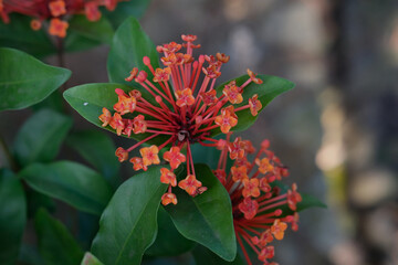 beautiful red bunga soka or ashoka or king ixora flower chinensis. red spike flower, rubiaceae, ixor