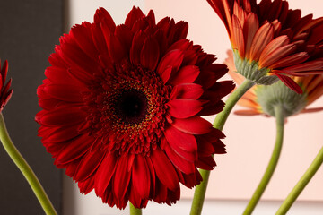 Red gerbera daisy flowers close up shot on light pink and black background