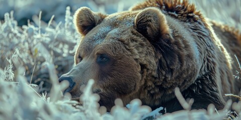 Grizzly Bear scavenging after winter dormancy