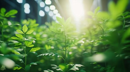 Wall Mural - Sunlight Through Greenery