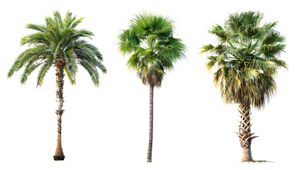 Three palm trees are shown in a row, with the middle one being the tallest on a transparent background.
