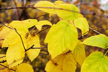 Wall Mural - yellow autumn raspberry leaves on a branch.