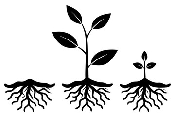 Wall Mural - Silhouette of life cycle of tomato plant. Growth stages of tomato plant from planting a seed