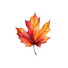 Wall Mural - A watercolor depiction of an autumn maple leaf is isolated against a white background, bursting with color.