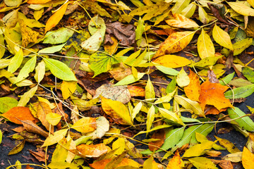 Wall Mural - colorful fallen leaves lay on the ground