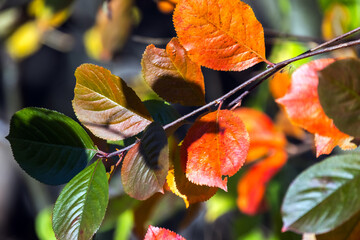 Wall Mural - autumn natural photo background. bright colorful leaves of choke berry