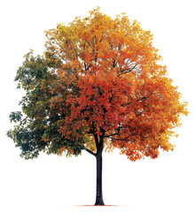 Canvas Print - PNG Colorful tree with seasonal foliage