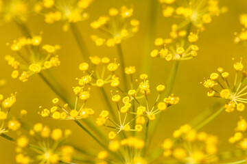 Yellow flowers on parsley in nature. Macro