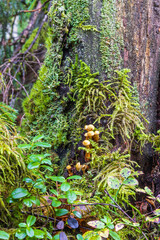 Wall Mural - Growing mushrooms and mosses on a tree stump