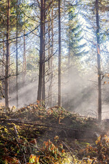 Poster - Sunbeams and fog in a forest at autumn