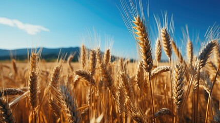 Wall Mural - golden wheat field in summer