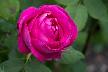 close of a beautiful bright pink rose flower head