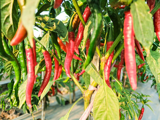 The genus Capsicum pepper plants in the family Solanaceae, which is a spice (spice) one. Nature botany. Chili is biennial plant with a single result.