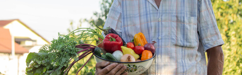 Wall Mural - farmer holding a bowl of vegetables in the garden. Selective focus