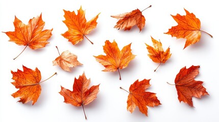 A row of autumn leaves are scattered across a white background